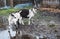 Two black-white alpine goats on a backyard walk in october. Alpine goats drink water from a puddle