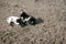 Two black and white baby goats laying down together in sandy field