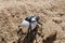 Two black and white bugs carrying each other piggyback over hot sand of Namib Desert in Angola