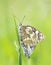 Two black and white butterflies mating