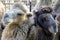 Two black and white camels, next to each other, look in different directions. Close-up.