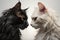 two black and white cats face to face