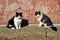Two Black and white cats near house
