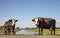 Two black and white cows, fleckvieh blaarkop, standing next to a ditch, and a faraway straight horizon