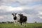 Two black and white cows, friesian holstein, standing in a pasture under a cloudy sky and a faraway horizon