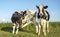 Two black and white cows, frisian holstein, one cow with an itch licking  raised hind leg, both standing in a pasture with a