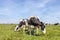 Two black and white cows, frisian holstein, standing together in a pasture under a blue sky and a straight horizon