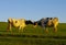 Two black and white cows play in a grassy field during sunset