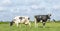 Two black and white cows, relaxed and happy, standing and grazing in a pasture under a blue sky and a straight horizon