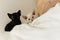 Two black and white cute devon rex cats sit on bed
