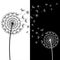 Two black and white dandelions blowing