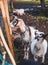 Two black and white domestic alpine goats on a walk in the backyard in October