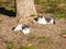 Two black and white domestic cats sunbathing and watching us near a large tree in a spring park. Resting domestic cats outdoor