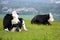 Two black and white Friesian cows lying on a hillside meadow with a village in the background