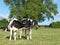 Two Black and White Holstein Calfs Kissing