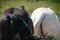 Two black and white horse butts