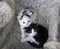 Two black and white kittens sit side by side on a light downy knitted scarf