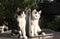 Two black and white kittens sit side by side on the table, separated by the screen of an open laptop