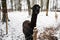 Two black and white llamas in snowy winter day