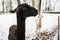 Two black and white llamas in snowy winter day