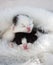 Two black and white muzzles of a newborn sleeping kitten