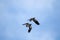 Two black and white nothern lapwing birds flying close to each other on a partially blue sky. It is also known as the vanellus