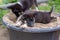 Two black and white puppies in bucket of sand. One lies, the second digs. Shallow depth of field. Focus on the lying puppy.