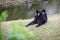 Two Black and White Rare Crested gibbons in the Rain Forest