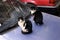 Two black and white similar cats sitting on a car