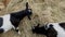 Two black and white young male goats eat hay, livestock on a farm on a sunny summer day