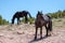 Two black wild horses at mineral lick in the mountains of the western USA