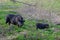 Two black wild pigs on the spring meadow