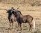 Two Black Wildebeest