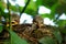 Two Blackbird chicks in a hidden nest, Salzburg, Austria