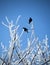 Two Blackbirds perched on branches