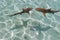 Two blacktip sharks in Moorea lagoon