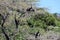 Two blackwinged birds African Darter on the tree safari in Chobe National Park