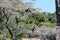 Two blackwinged birds African Darter on the tree safari in Chobe National Park