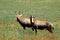Two Blesbok antelopes