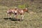 Two Blesbok Walking on Dry Winter Grassland Landscape