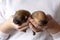 Two blind, newborn Pomeranian puppies in their hands. Concept of breeding purebred puppies, animal care, animal health