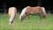 Two blond Haflinger horses grazing on meadow