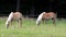 Two blond Haflinger horses grazing on meadow