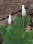 Two Bloodroot Flowers Ready to Open