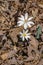 Two Bloodroot Wildflowers, Sanguinaria canadensis