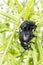 Two Bloody Nosed Beetles (Timarcha tenebricosa)