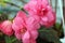 Two Blooming Dark Mocca Pink Begonia Flowers