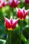 Two blooming deep red tulip flowers in the garden