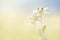 Two blooming edelweiss flowers in a field