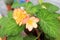 Two Blooming Golden Picotee Tuberous Begonia Flowers